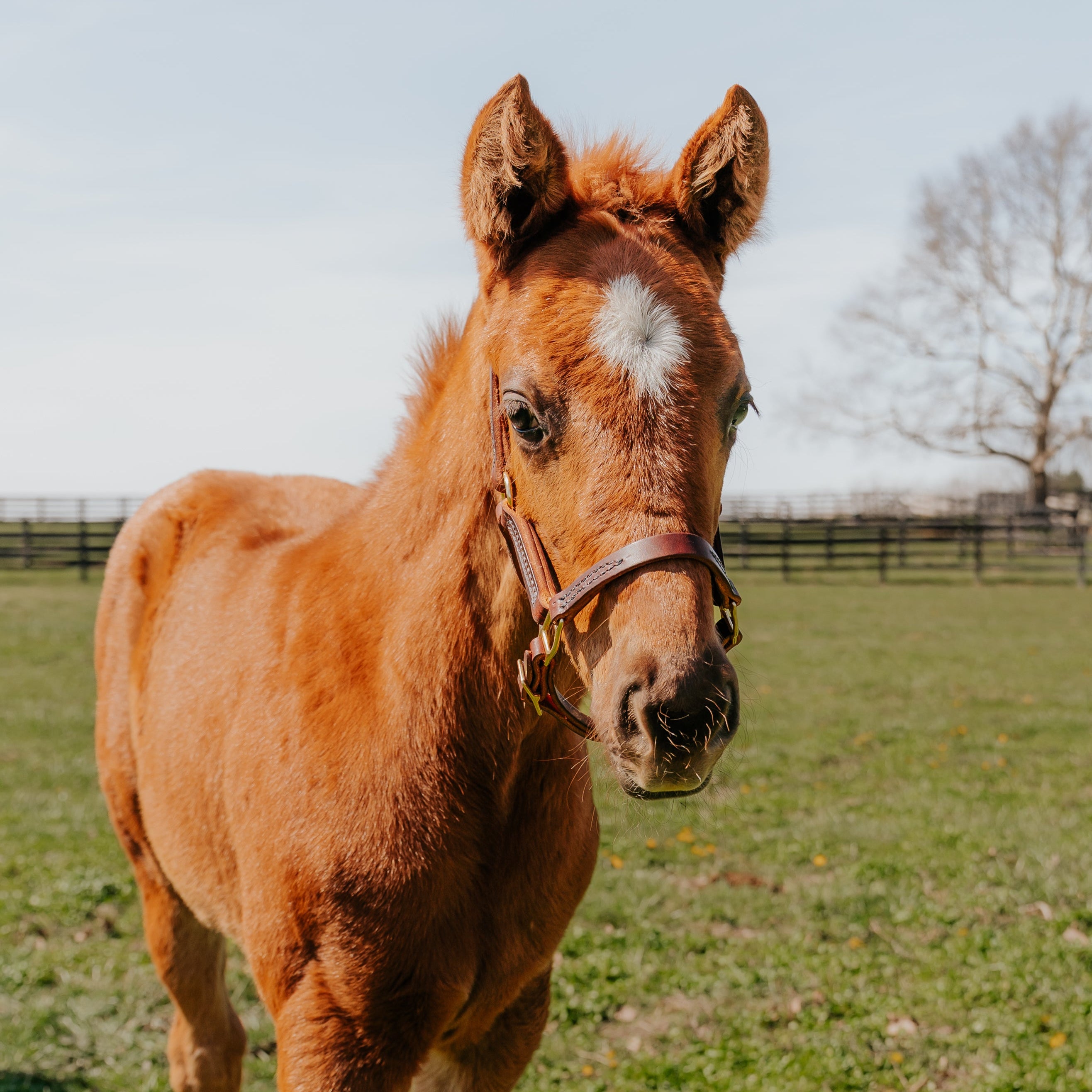Horse Cents Leather